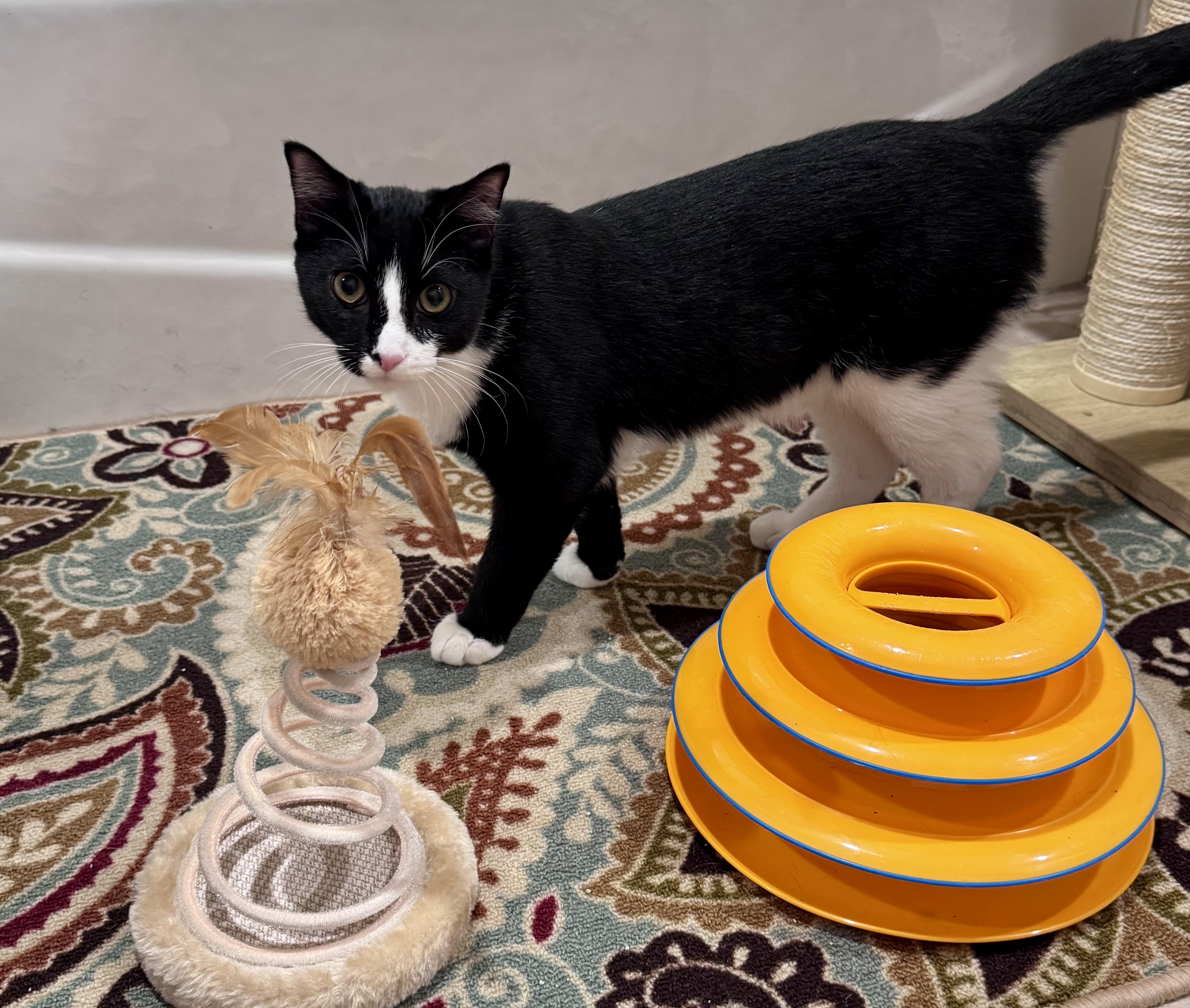 Oscar, a ADOPTABLE Domestic Short Hair in Houston, TX image 5/6
