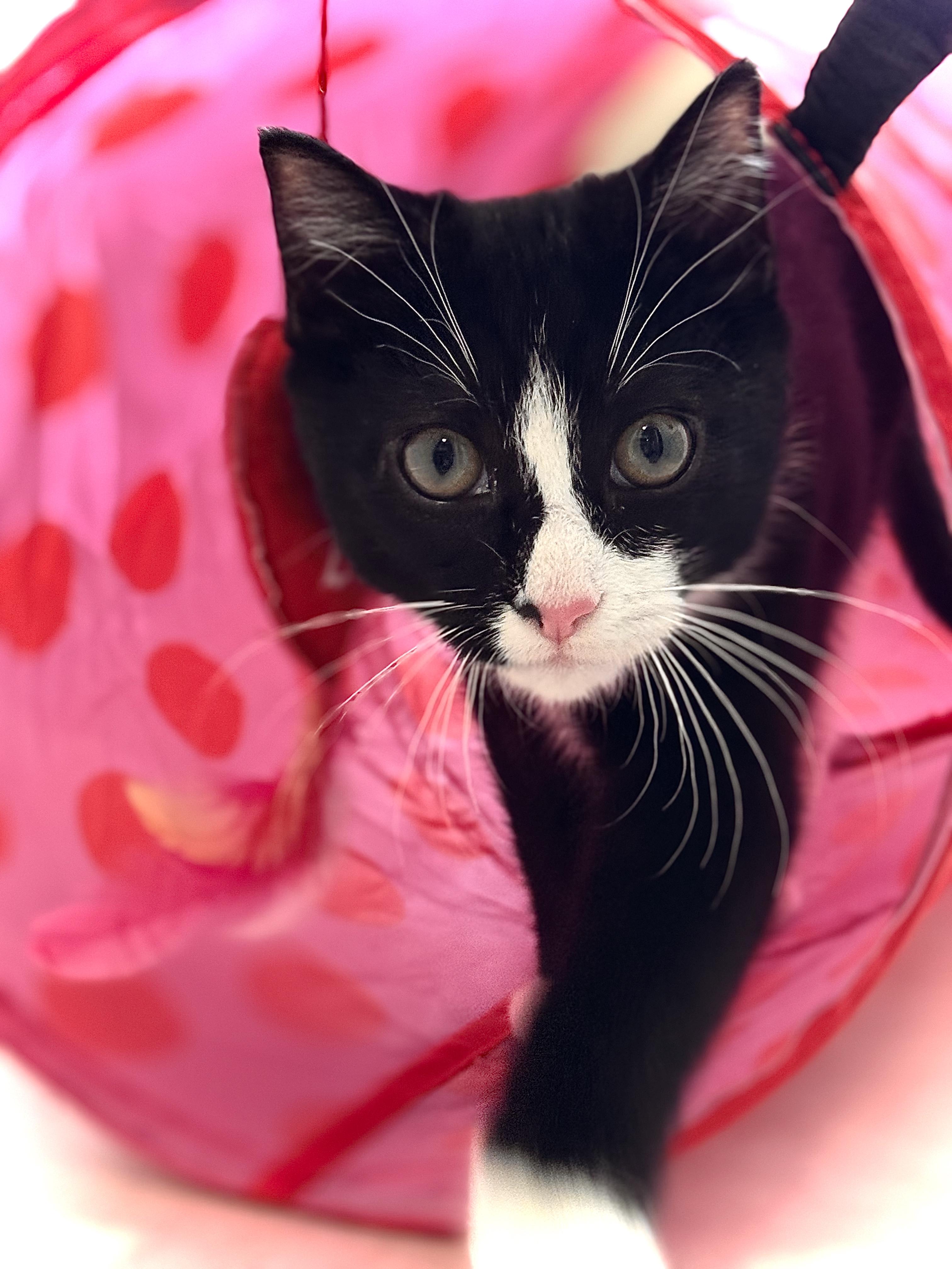 Oscar, a ADOPTABLE Domestic Short Hair in Houston, TX image 3/6