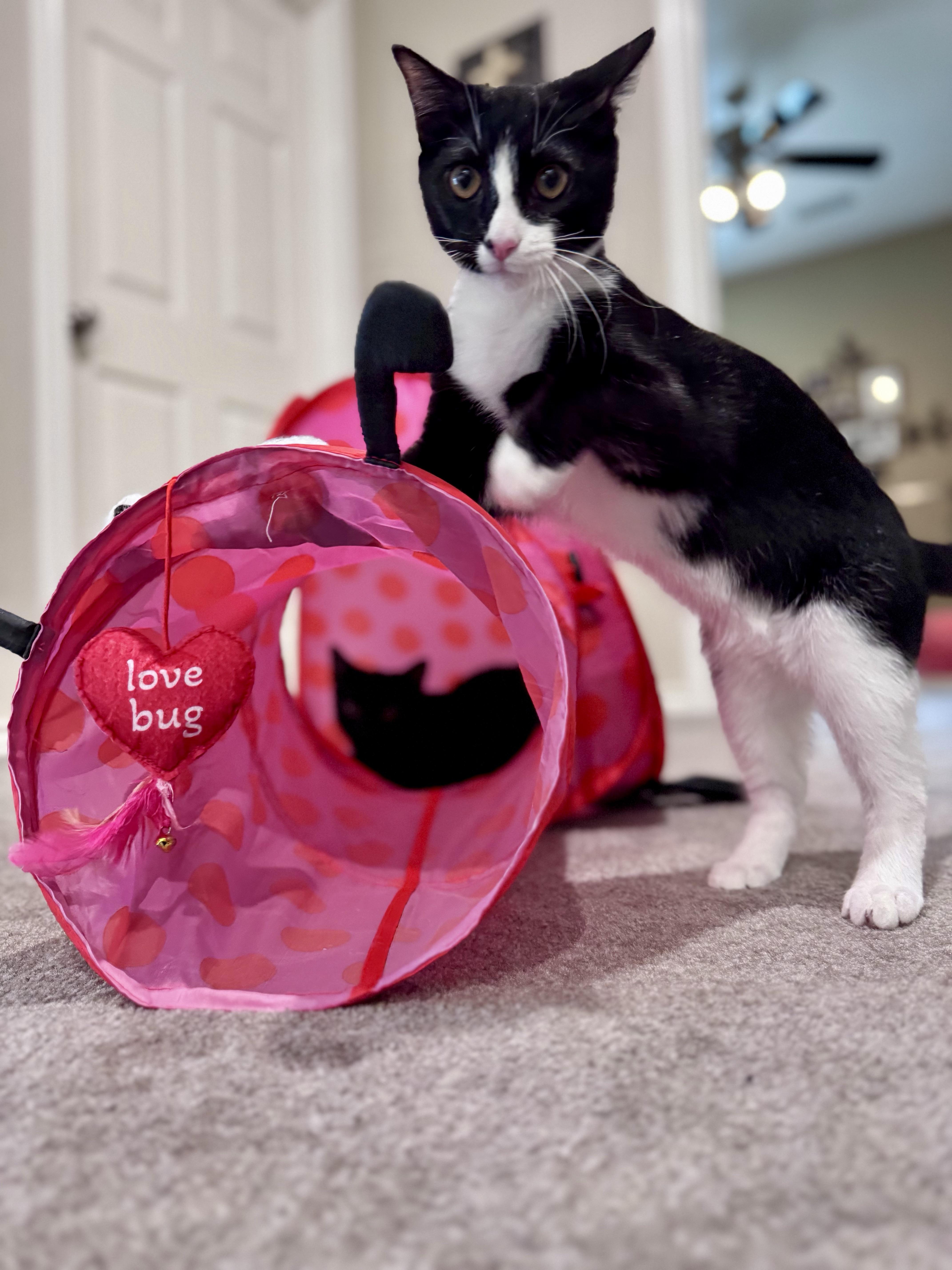 Oscar, a ADOPTABLE Domestic Short Hair in Houston, TX image 6/6