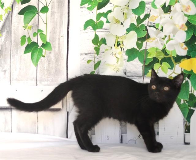 TIM, Adoptable, Kitten Male Domestic Short Hair & Domestic Short Hair.