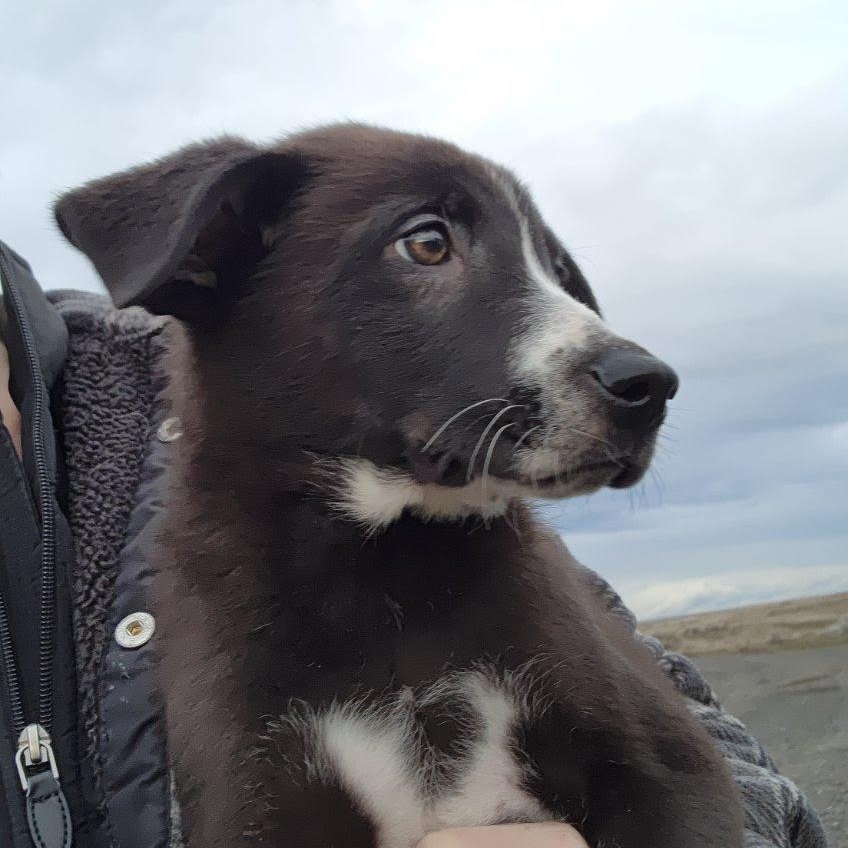 Enlarge Dart, an adopted mixed breed in Marysville, WA image 5/6