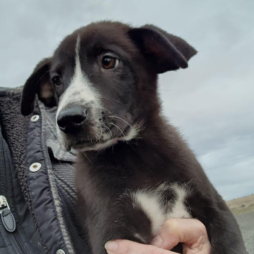 Enlarge Dart, an adopted mixed breed in Marysville, WA image 3/6