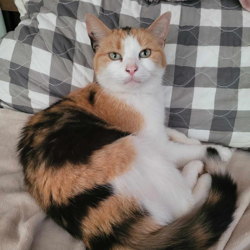 Enlarge Julie, a Adoptable Domestic Short Hair in Liberty, IN image 1/2