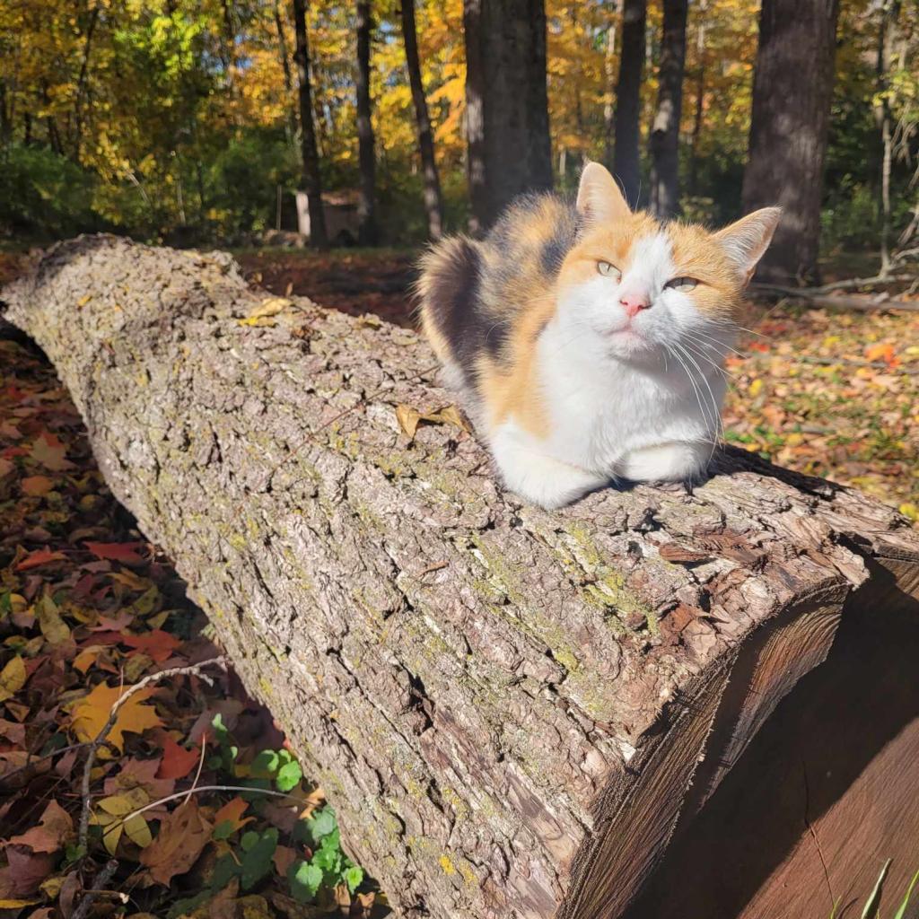 Enlarge Julie, a Adoptable Domestic Short Hair in Liberty, IN image 2/2