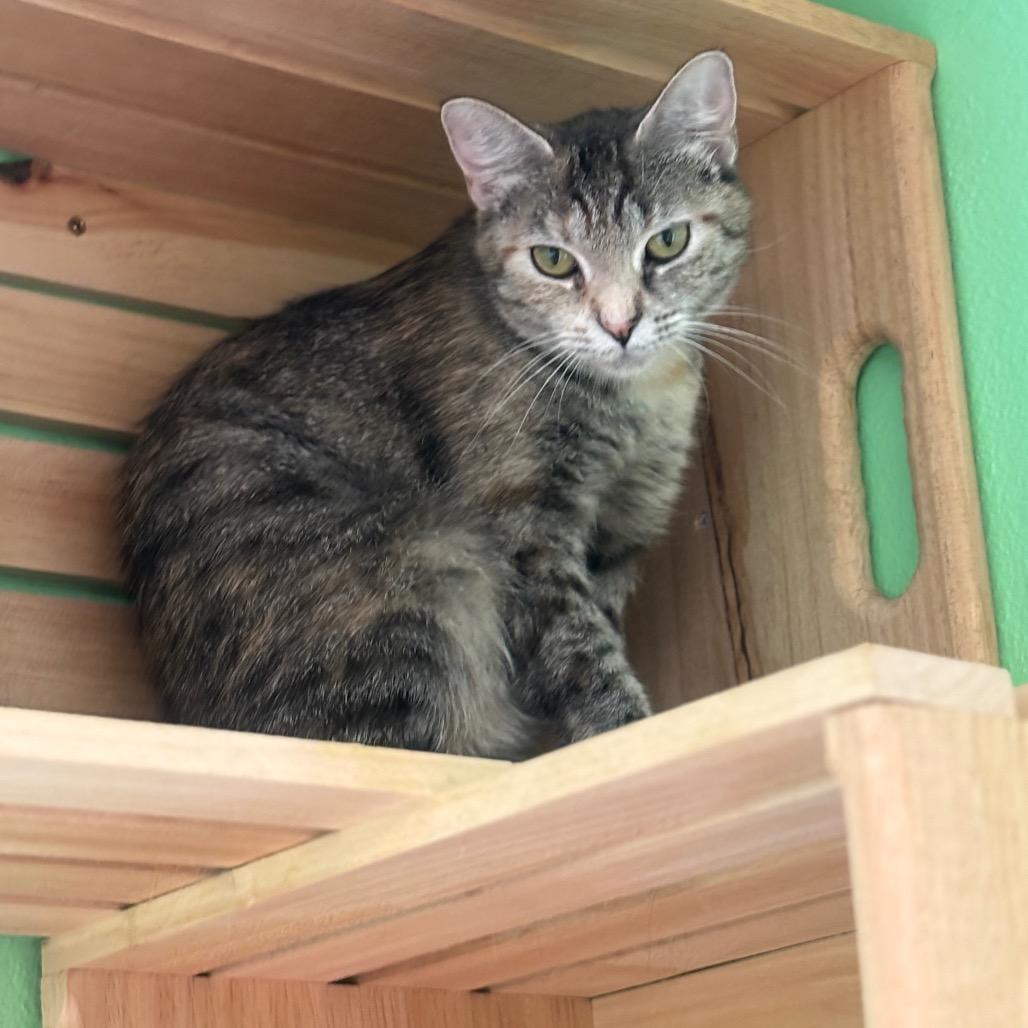 Lady Liberty thumbnail 2