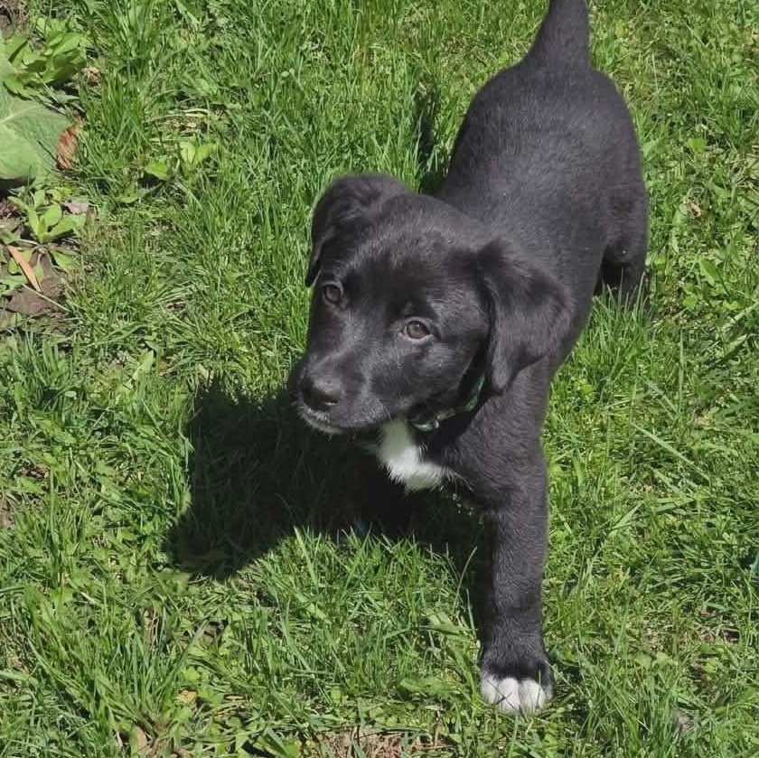 Enlarge Redhot, an adopted mixed breed in McHenry, IL image 5/5