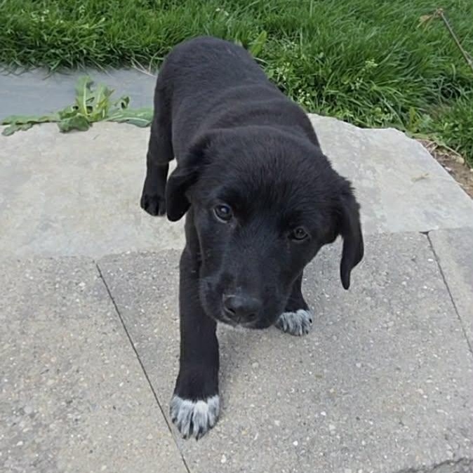 Enlarge Redhot, an adopted mixed breed in McHenry, IL image 3/5