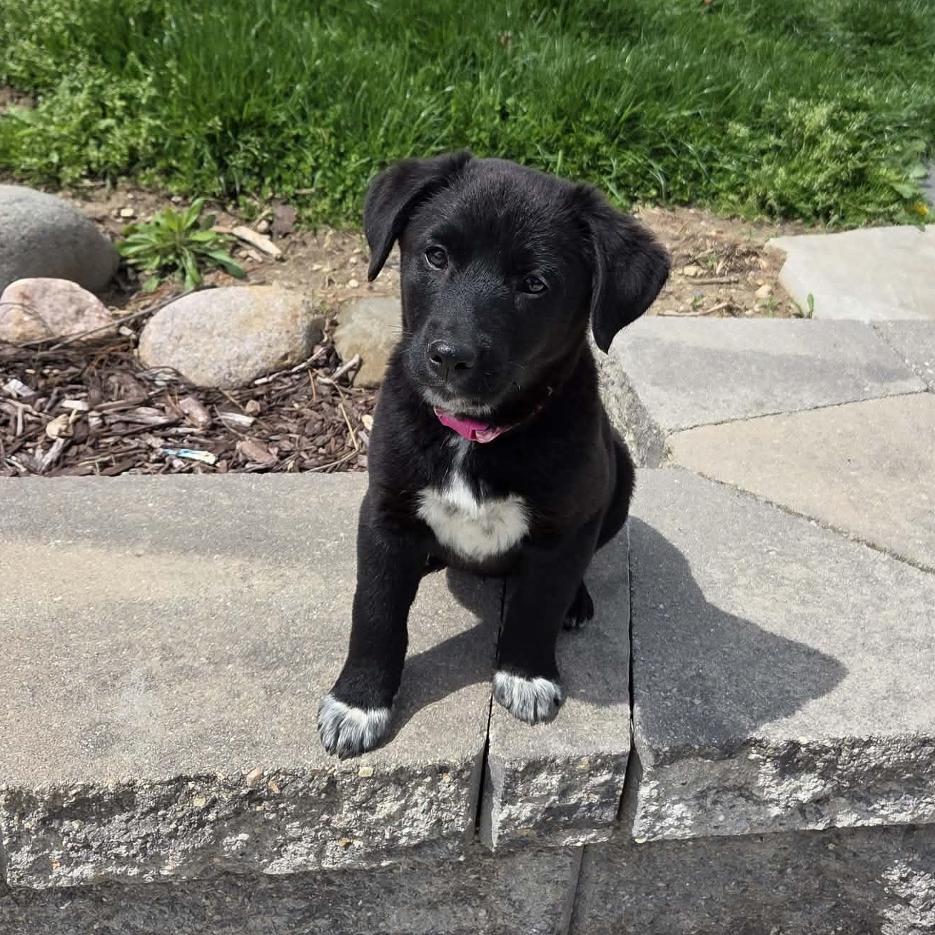 Enlarge Redhot, an adopted mixed breed in McHenry, IL image 1/5