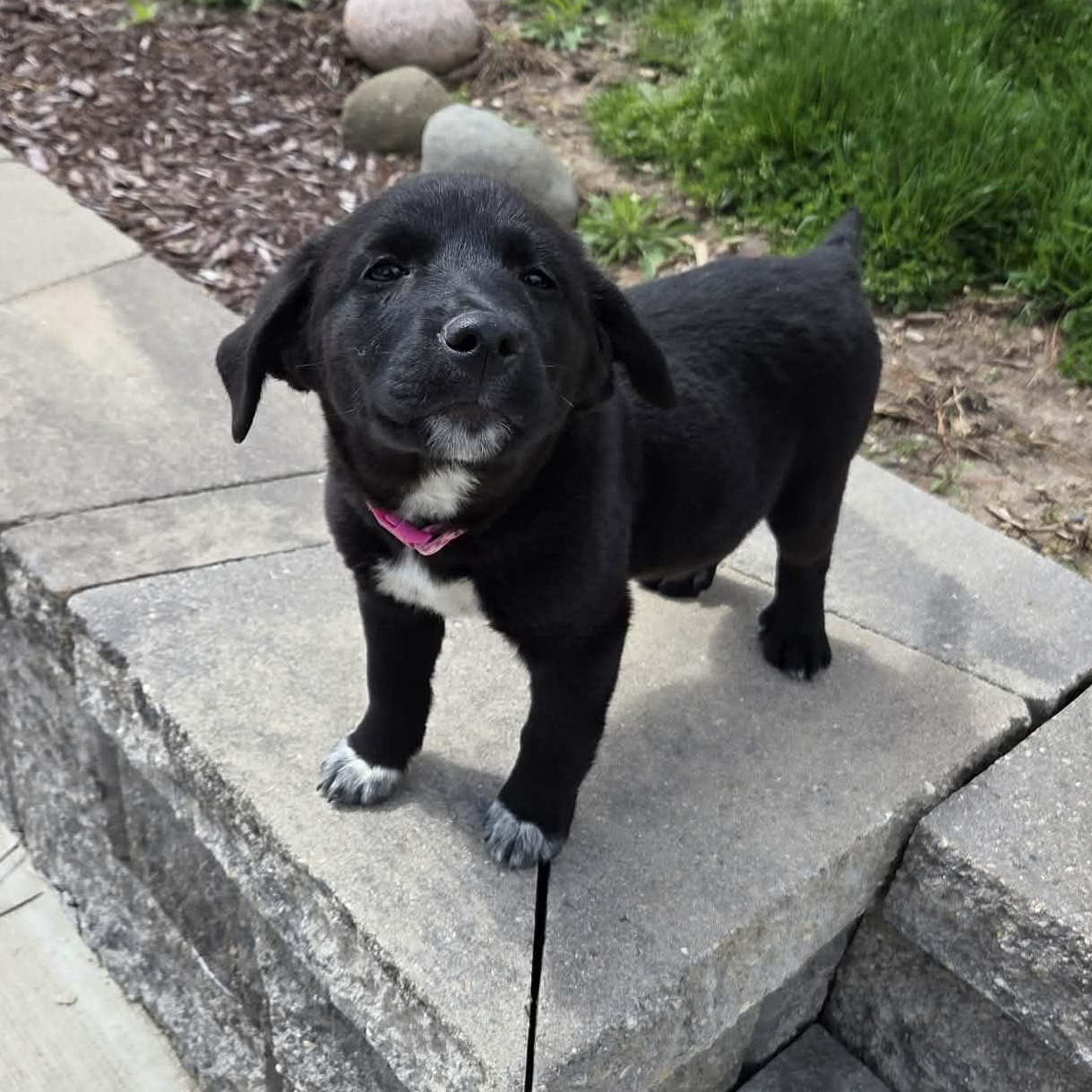 Enlarge Redhot, an adopted mixed breed in McHenry, IL image 2/5