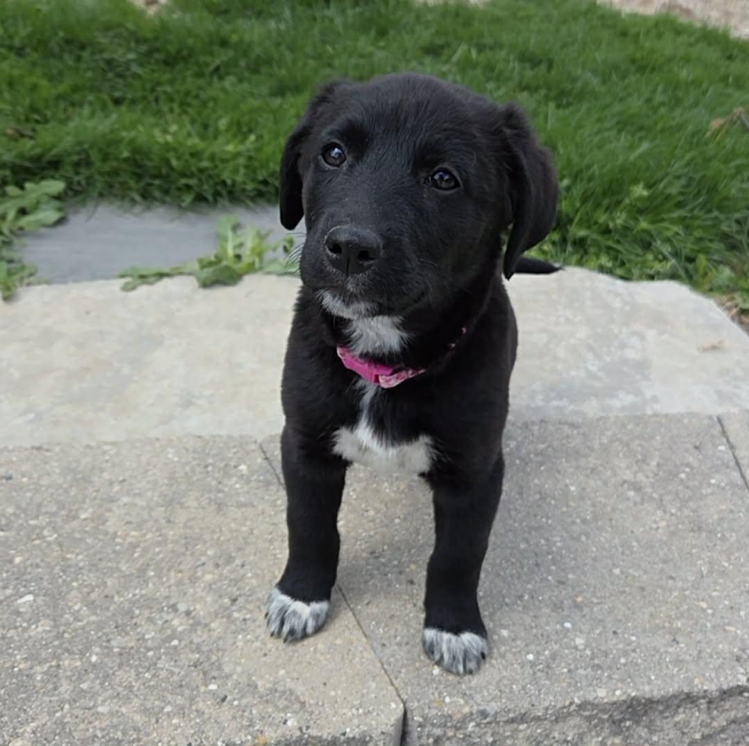 Enlarge Redhot, an adopted mixed breed in McHenry, IL image 4/5