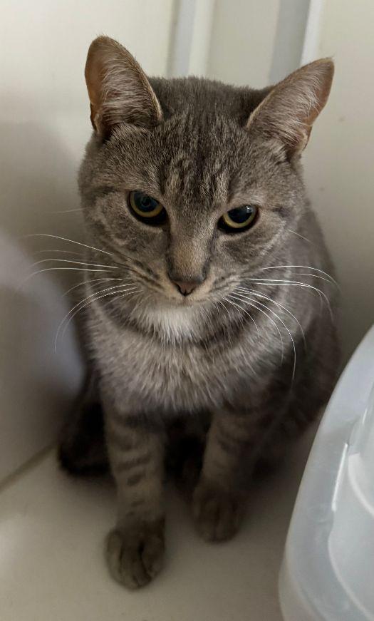 Ashley, Adult Female Tabby