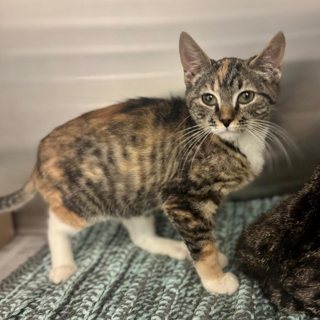 Enlarge Maki, a Adoptable Domestic Short Hair in Hendersonville, NC image 1/2