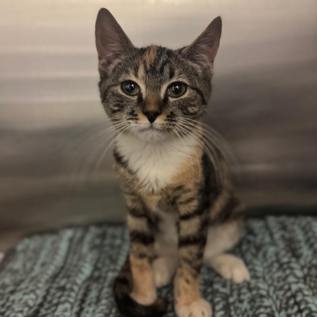 Enlarge Maki, a Adoptable Domestic Short Hair in Hendersonville, NC image 2/2