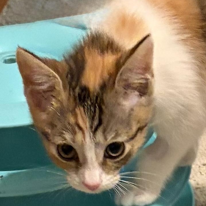 Enlarge Ziva, a Adoptable Dilute Calico in Houghton Lake, MI image 1/2