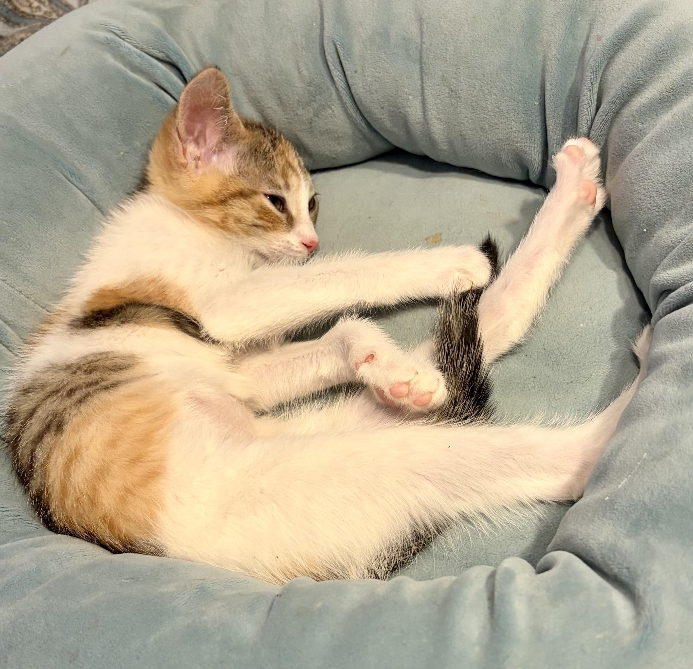 Enlarge Ziva, a Adoptable Dilute Calico in Houghton Lake, MI image 2/2