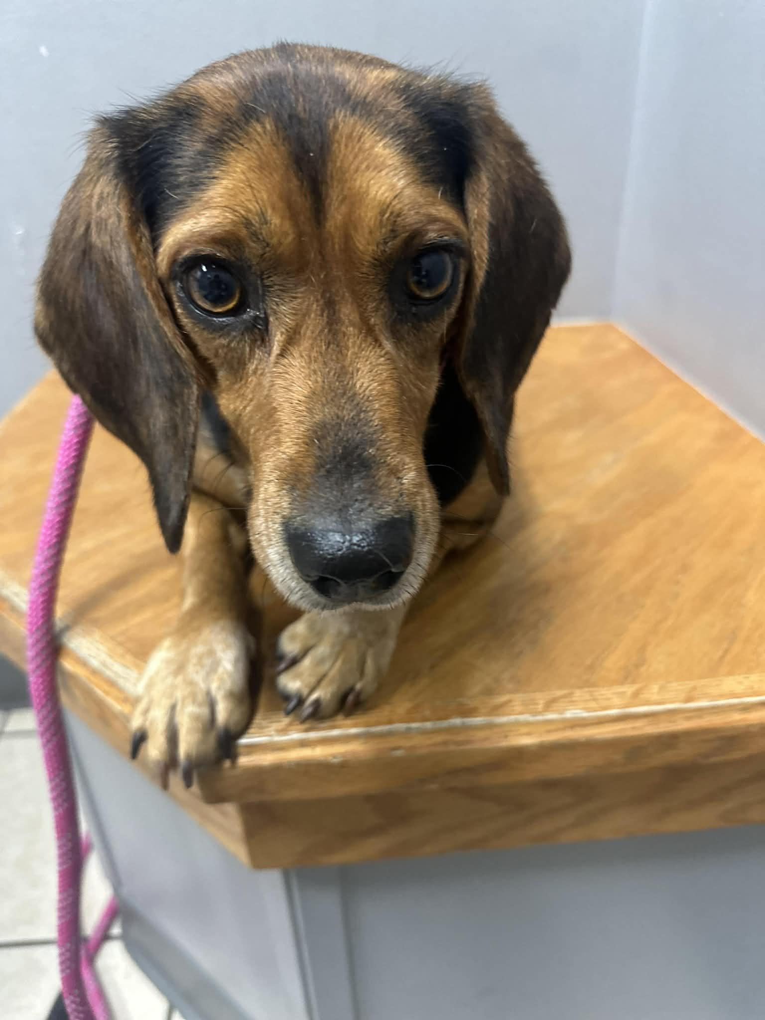 Rosie, ADOPTABLE, Adult Female Beagle.
