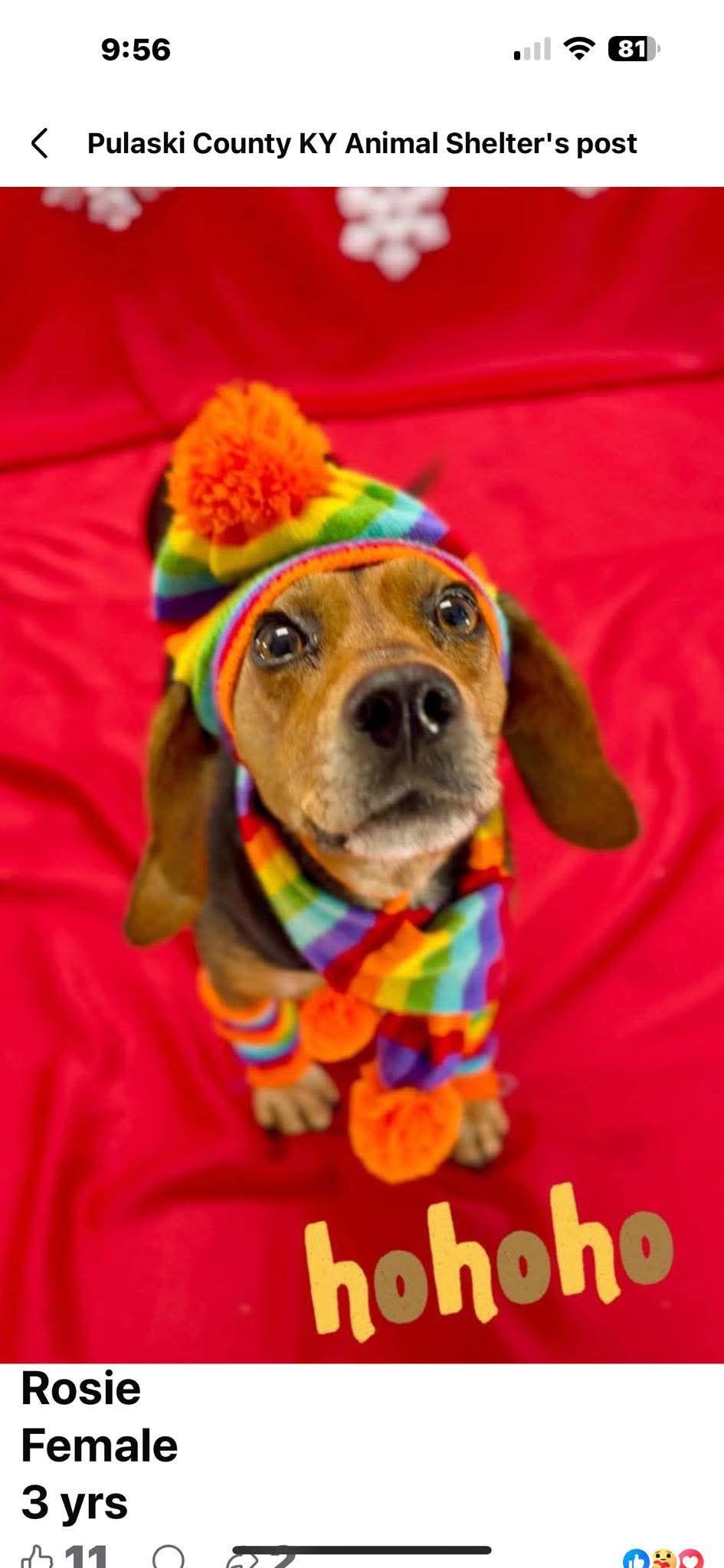 Enlarge Rosie, a ADOPTABLE Beagle in Lockport, NY image 2/2