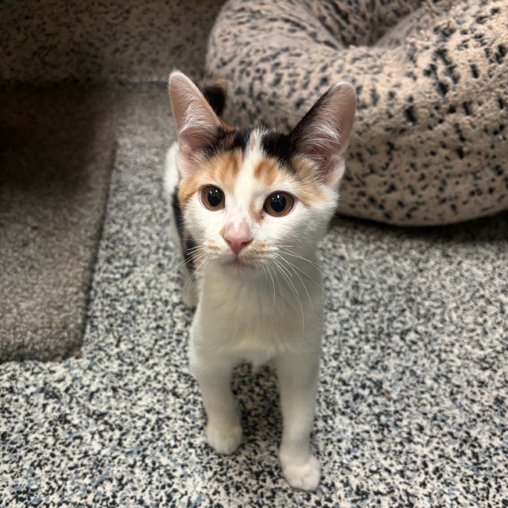 Enlarge Katya, a Adoptable Domestic Short Hair in Fresno, CA image 1/4