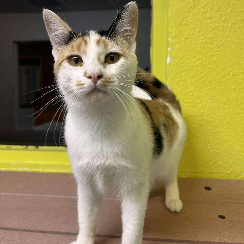 Enlarge Katya, a Adoptable Domestic Short Hair in Fresno, CA image 2/4