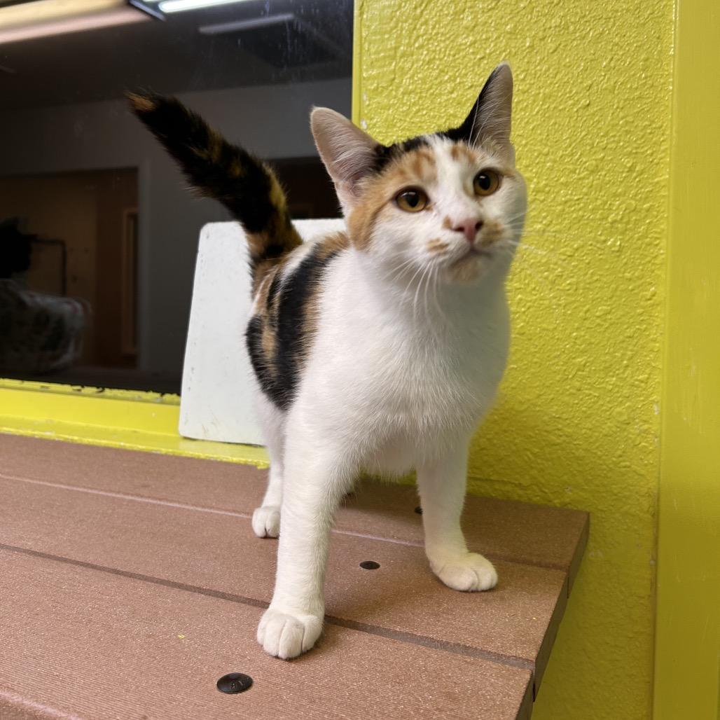 Enlarge Katya, a Adoptable Domestic Short Hair in Fresno, CA image 3/4