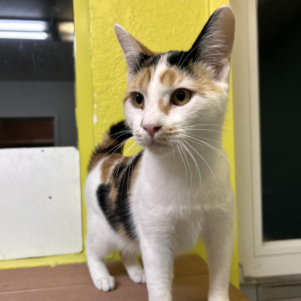 Enlarge Katya, a Adoptable Domestic Short Hair in Fresno, CA image 4/4