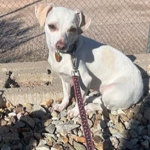 Jo-Zee, Adoptable, Adult Female Rat Terrier.