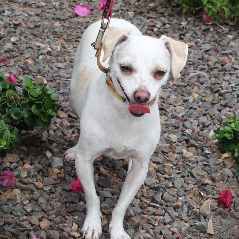 Enlarge Jo-Zee, a Adoptable mixed breed in Gilbert, AZ image 3/4