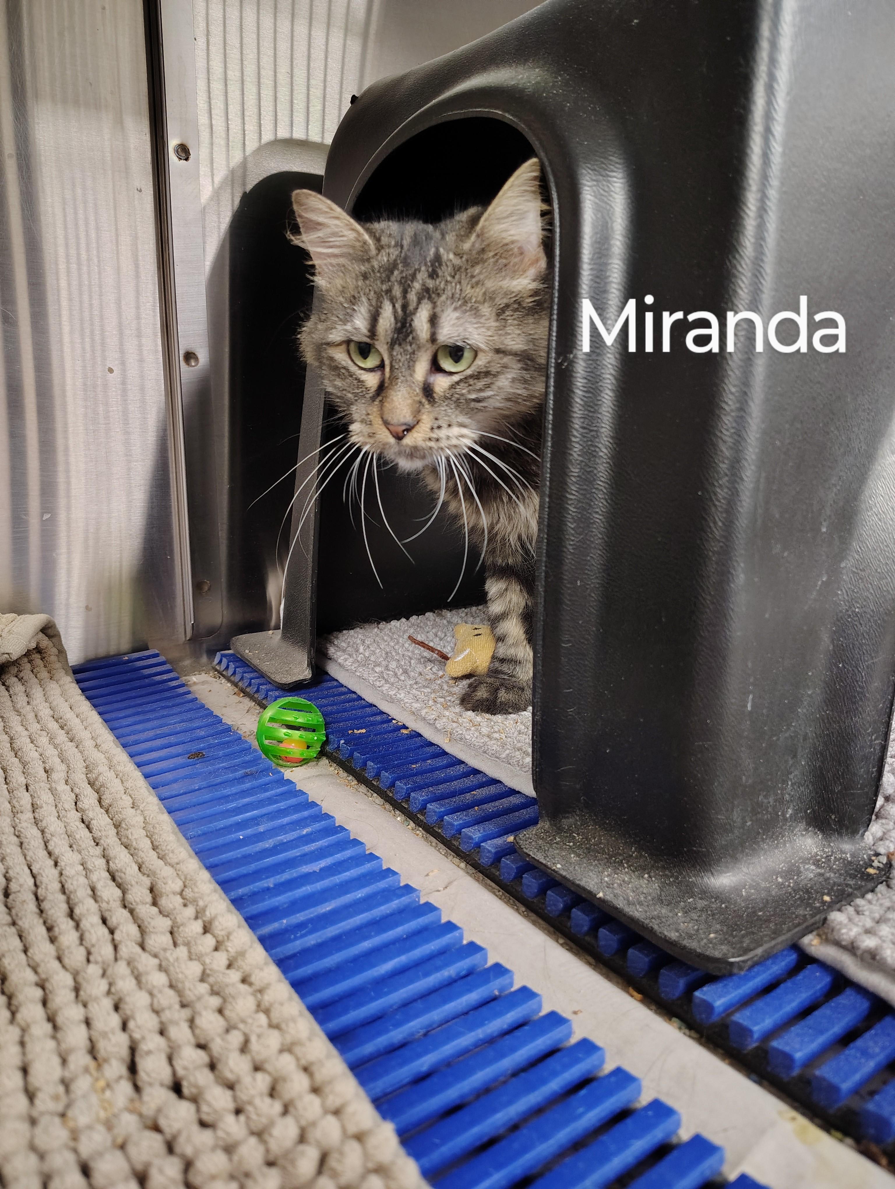 Miranda, Adoptable, Adult Female Domestic Long Hair.