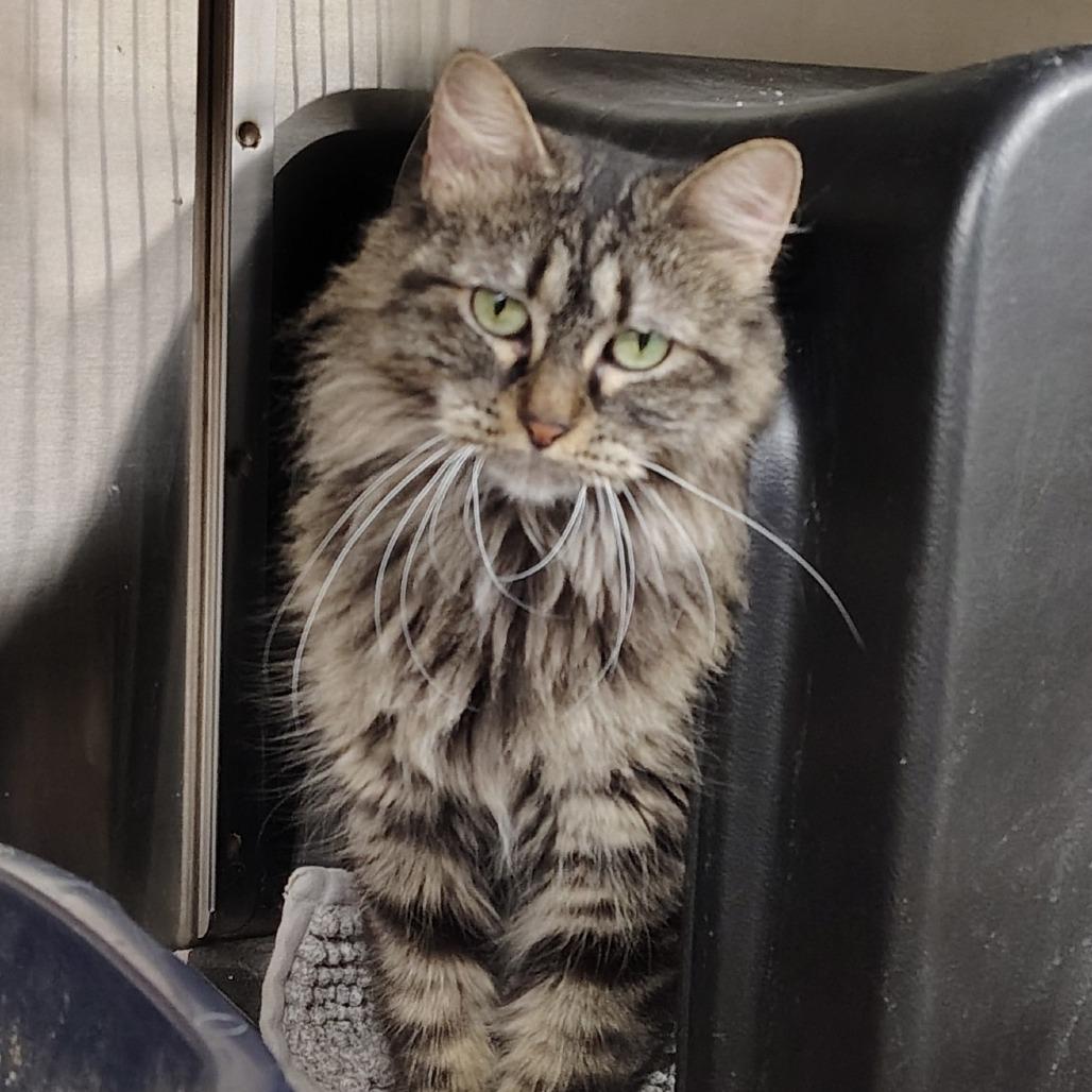 Enlarge Miranda, a Adoptable Domestic Long Hair in Richmond, MO image 1/1