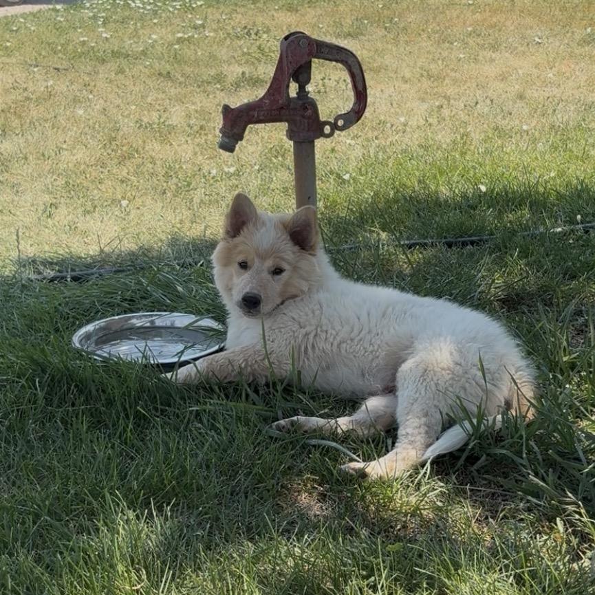 Micky, a Adoptable Mixed Breed in Spanish Fork, UT image 2/6