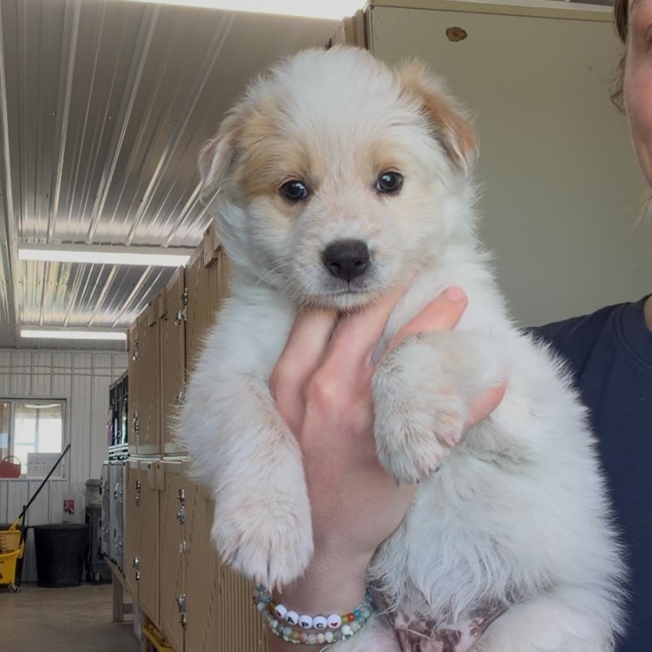 Micky, a Adoptable Mixed Breed in Spanish Fork, UT image 3/6