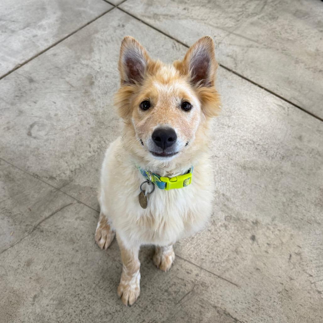 Micky, a Adoptable Mixed Breed in Spanish Fork, UT image 4/6