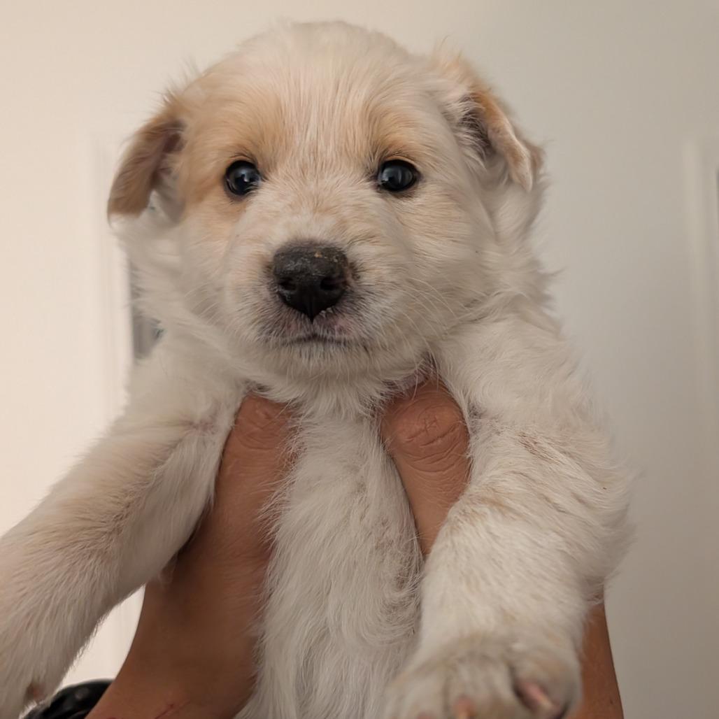 Micky, a Adoptable Mixed Breed in Spanish Fork, UT image 5/6