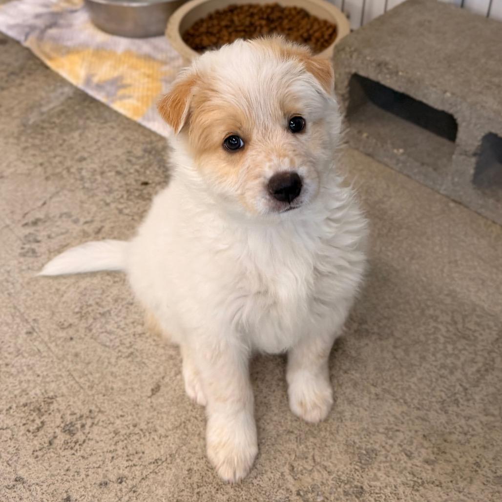 Micky, a Adoptable Mixed Breed in Spanish Fork, UT image 6/6