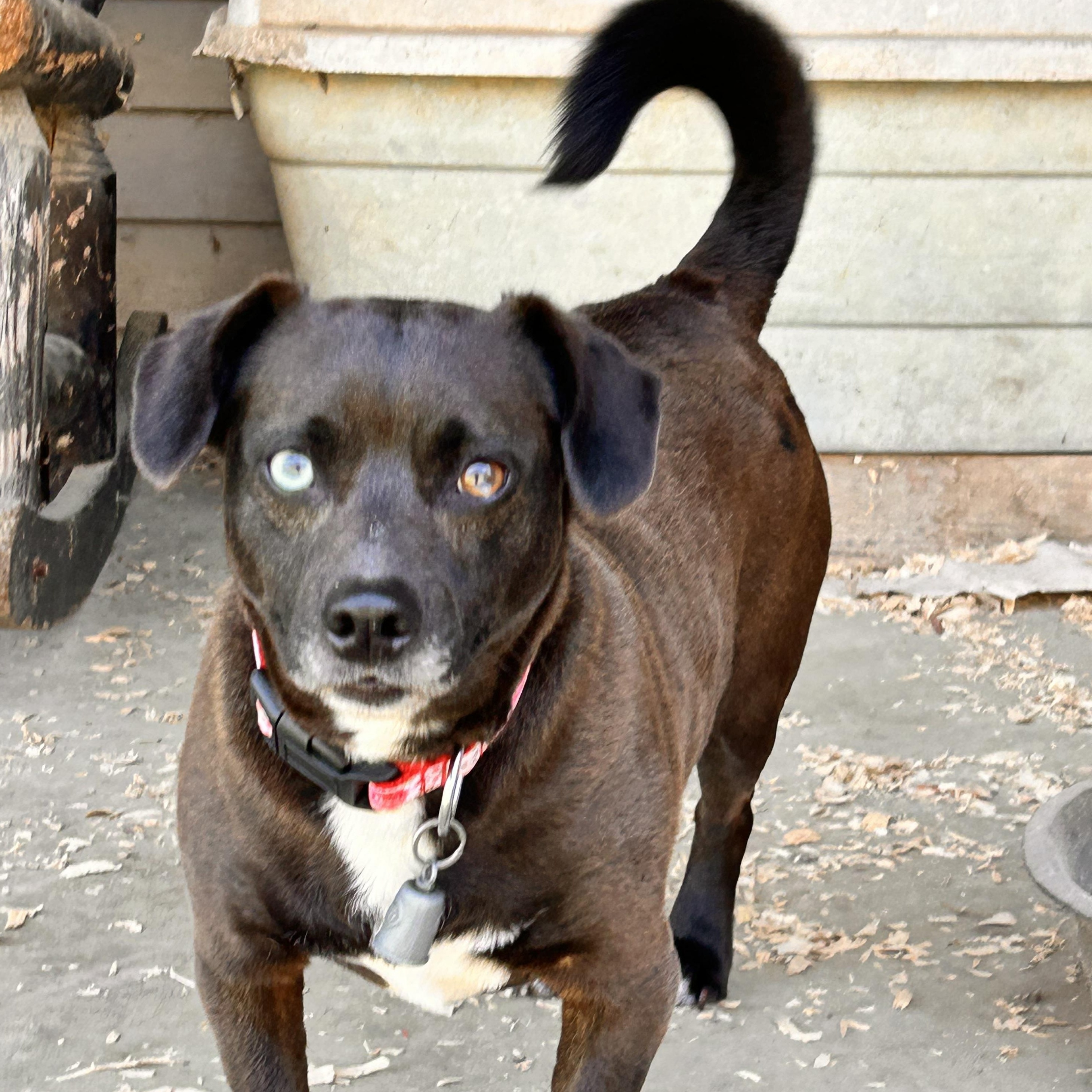 “Lil Bit, an adopted mixed breed in Greenfield, TN image 2/3