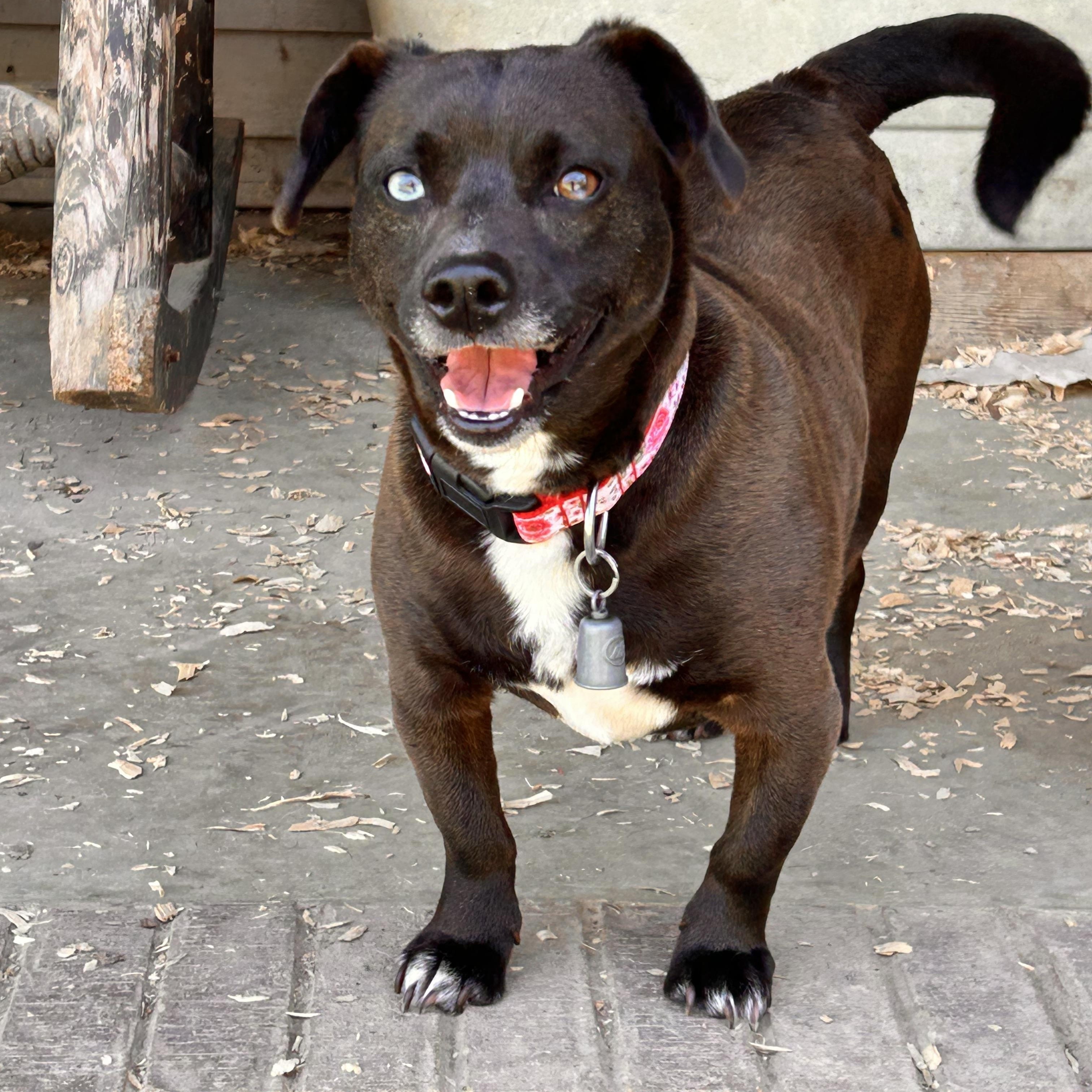 “Lil Bit, an adopted mixed breed in Greenfield, TN image 3/3