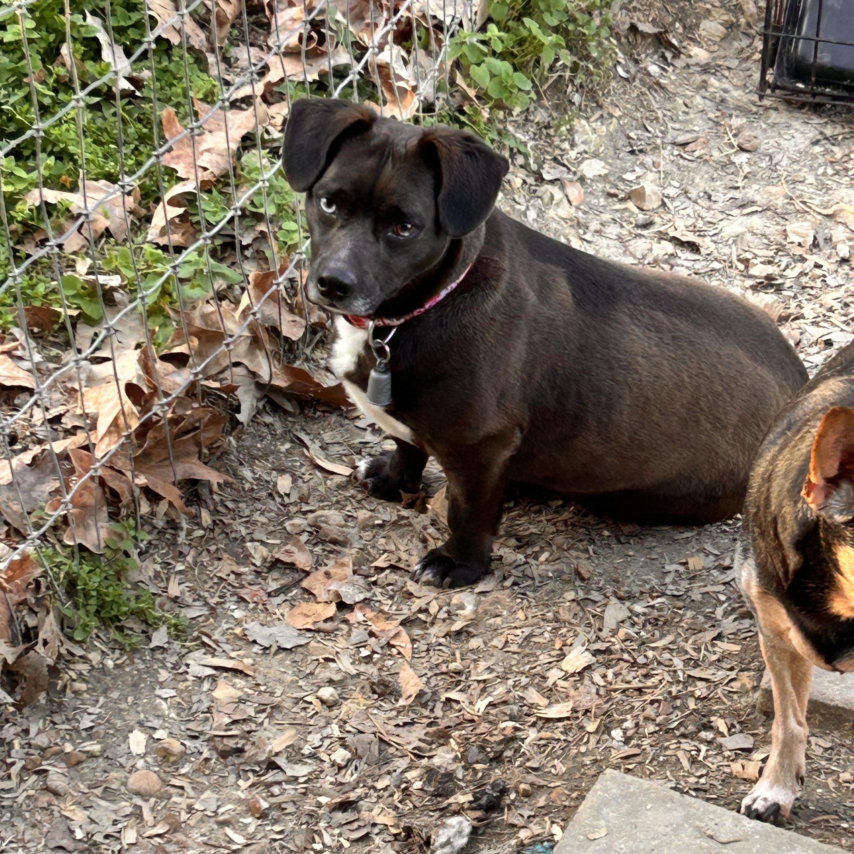 “Lil Bit, an adopted mixed breed in Greenfield, TN image 1/3
