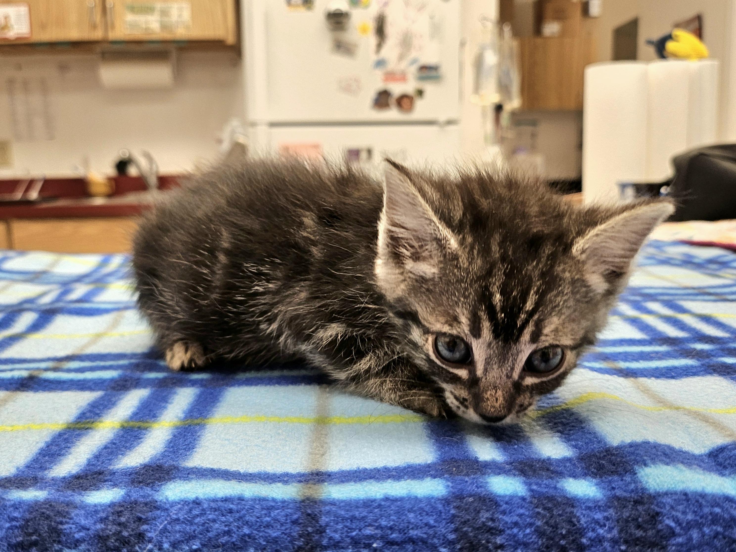 Saffron, Adoptable, Kitten Female Domestic Short Hair.