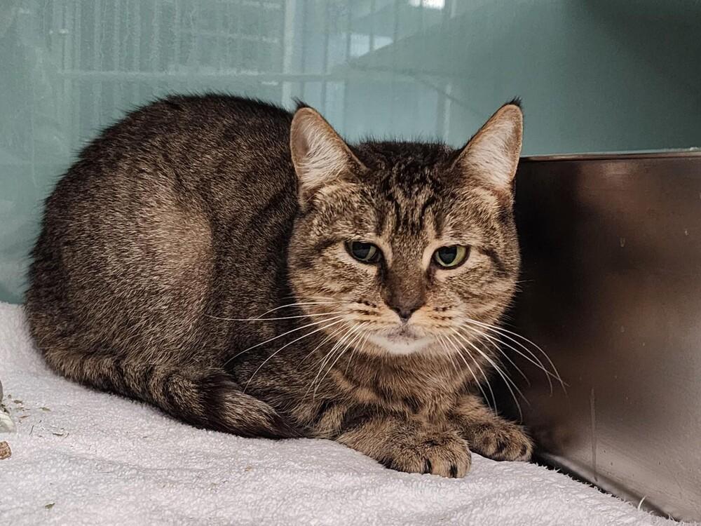 Enlarge Myrtle, a Adoptable Domestic Short Hair in Trenton, ME image 1/1