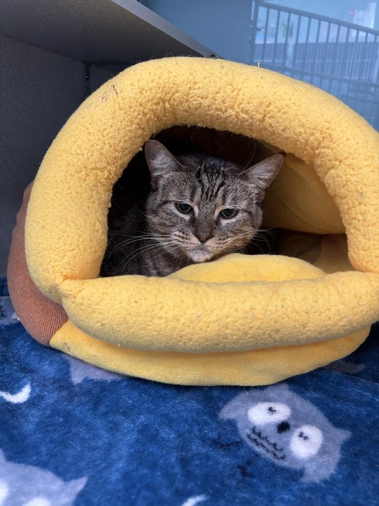 Enlarge Myrtle, a Adoptable Domestic Short Hair in Trenton, ME image 2/2