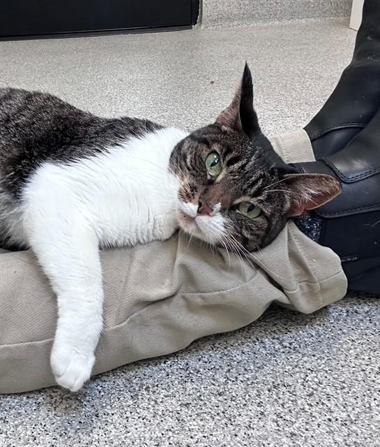 CLARICE, Adoptable, Adult Female Domestic Short Hair.