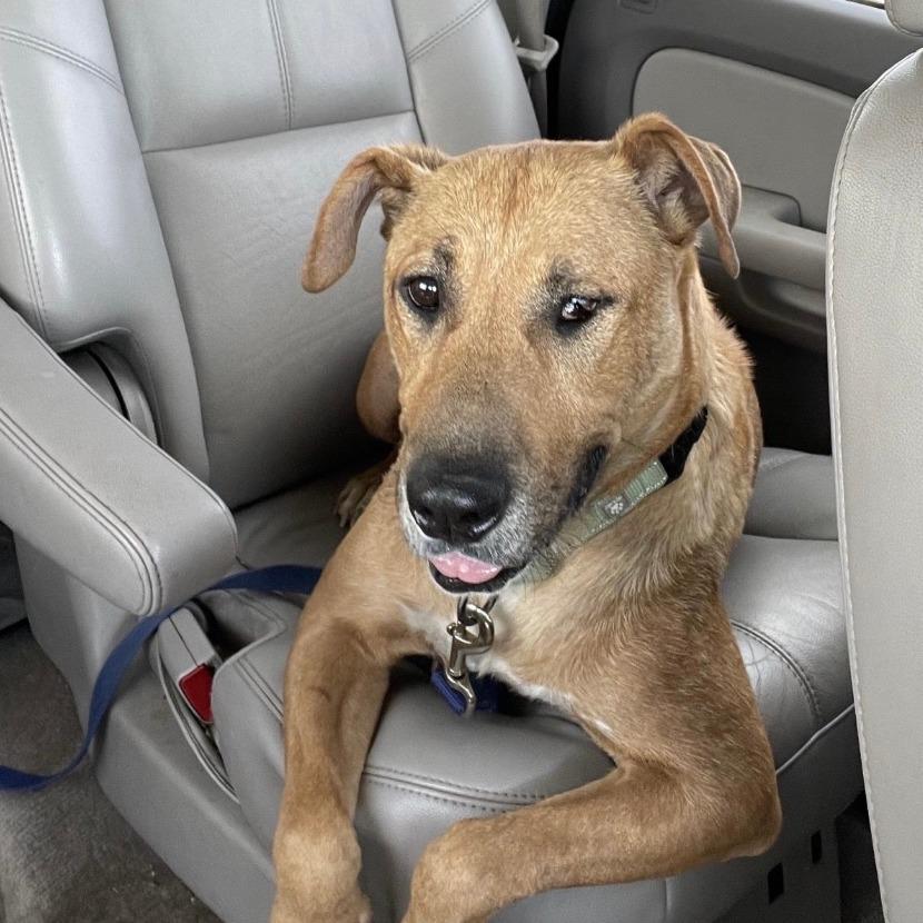 Reba, Adoptable, Senior Female Labrador Retriever & German Shepherd Dog.