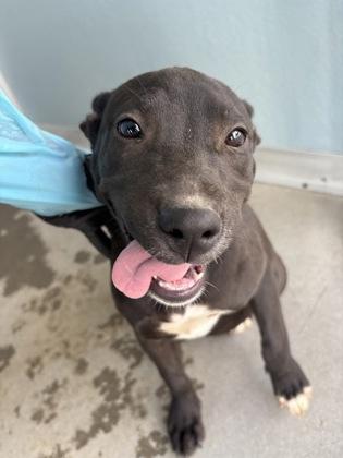 Mystique, Adoptable, Puppy Female Pit Bull Terrier & Mixed Breed.