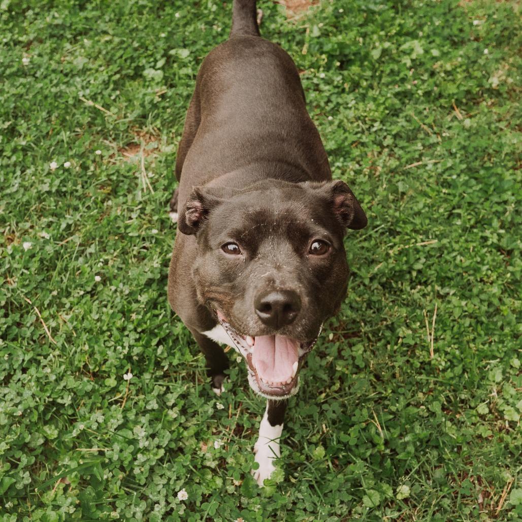 Lebowski, Adoptable, Adult Male Black Labrador Retriever & Pit Bull Terrier.