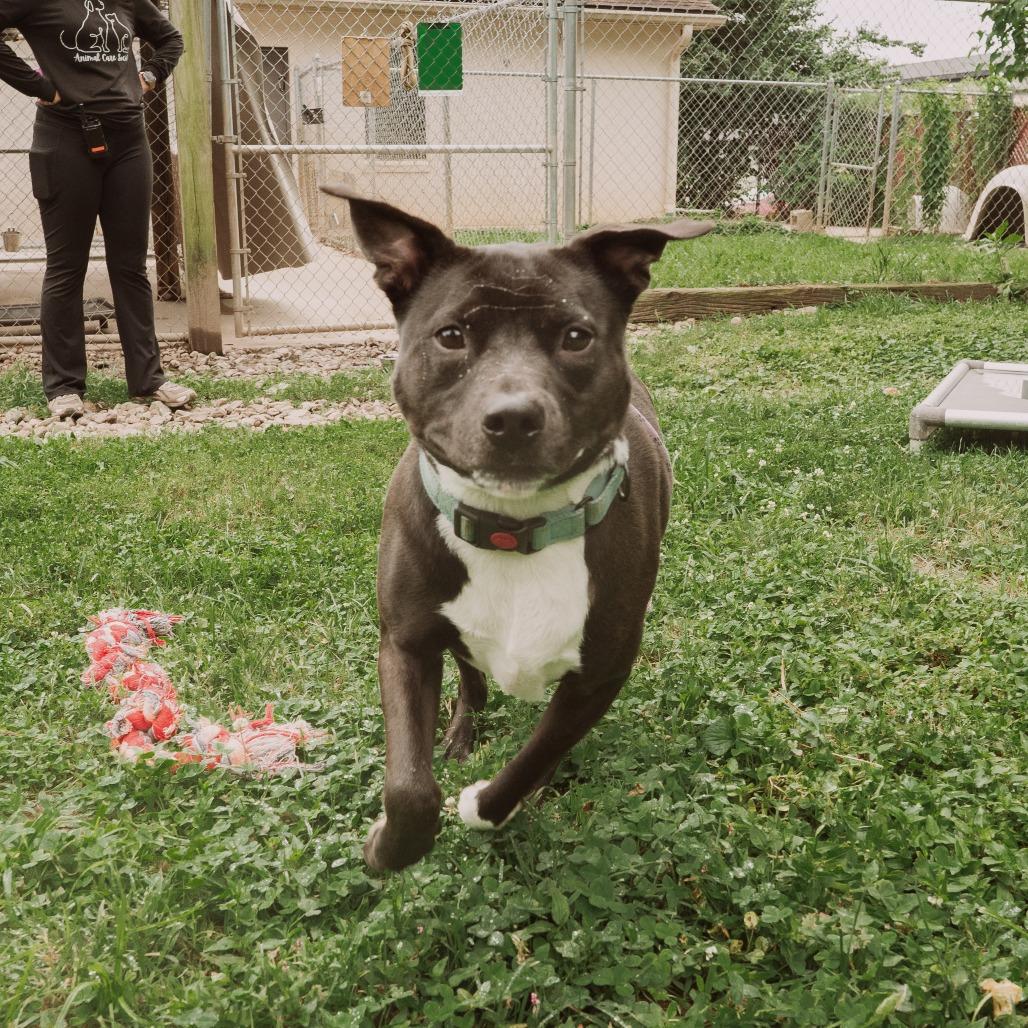 Enlarge Lebowski, a Adoptable mixed breed in Louisville, KY image 2/6