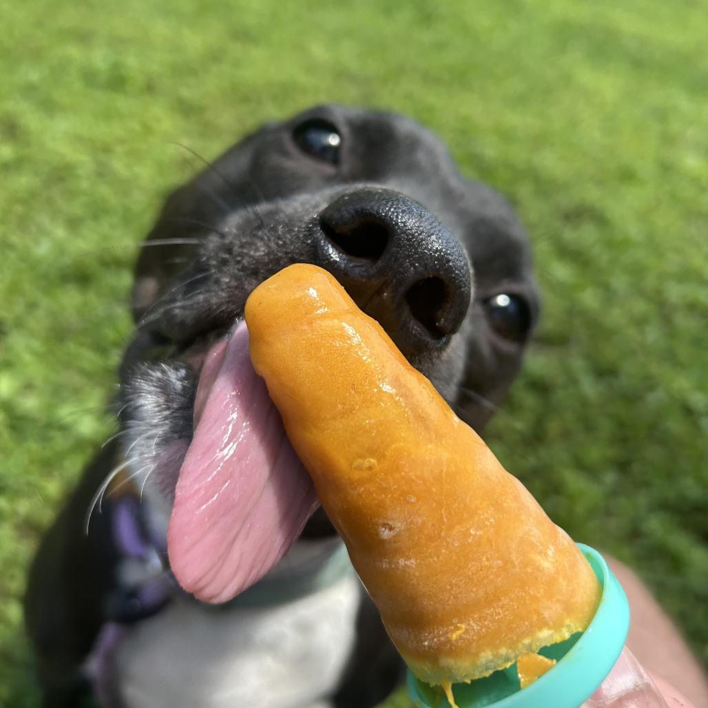 Enlarge Lebowski, a Adoptable mixed breed in Louisville, KY image 3/6