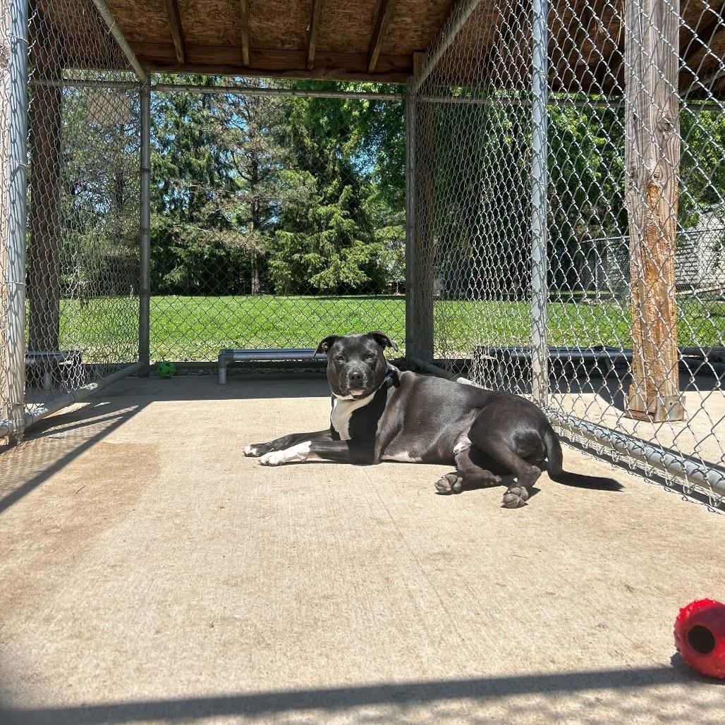 Enlarge Lebowski, a Adoptable mixed breed in Louisville, KY image 4/6