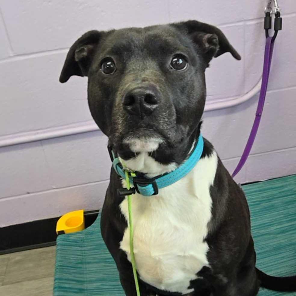 Enlarge Lebowski, a Adoptable mixed breed in Louisville, KY image 5/6