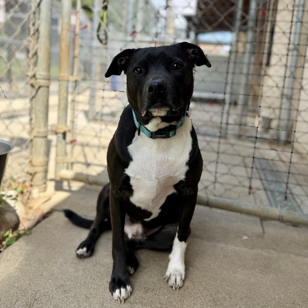 Enlarge Lebowski, a Adoptable mixed breed in Louisville, KY image 6/6