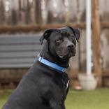 Enlarge Milo James, a ADOPTABLE Mixed Breed in Hilliard, OH image 1/3